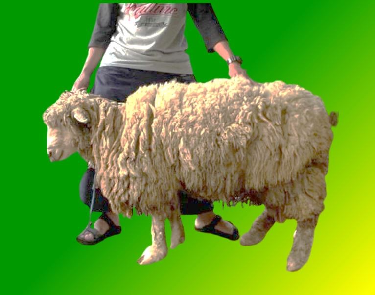 [56-60 Kg] Domba Qurban Lokal Jantan