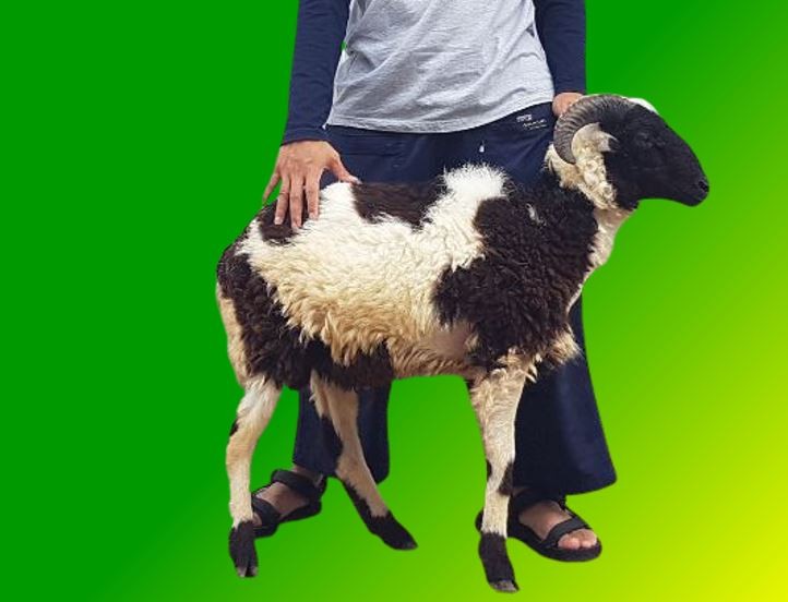 [25-30 Kg] Domba Qurban Lokal Jantan