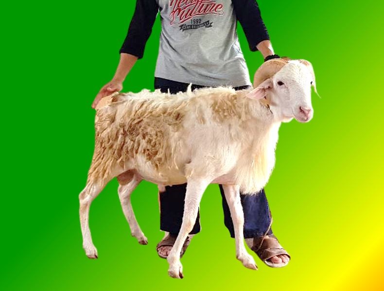 [41-45 Kg] Domba Qurban Lokal Jantan