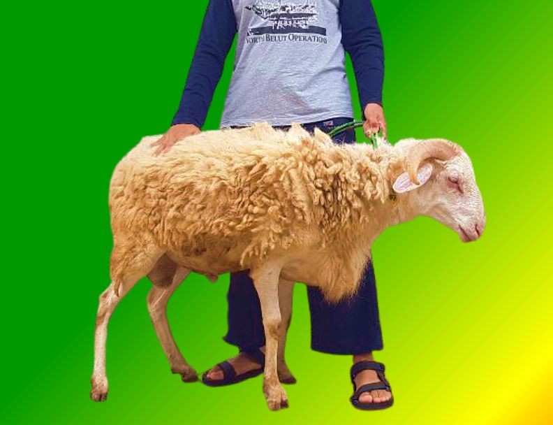 [46-50 Kg] Domba Qurban Lokal Jantan