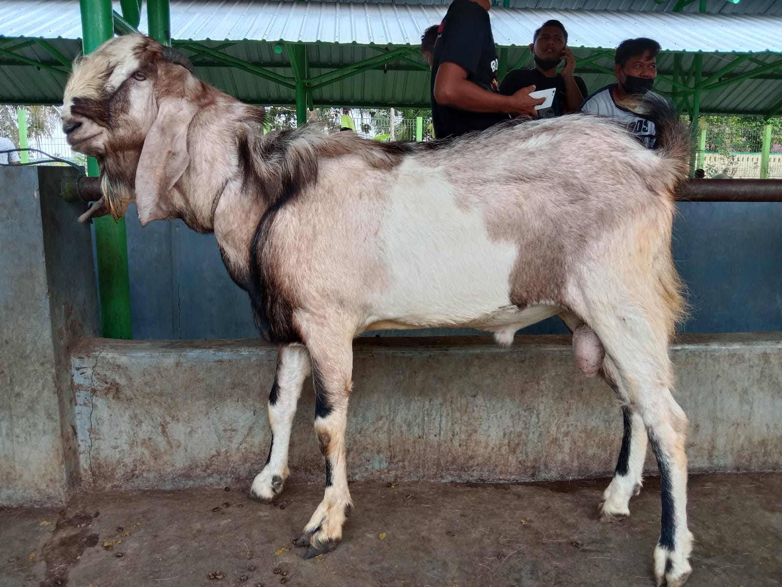 Kambing 1